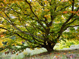 Prunus Pandora Tree in Autumn