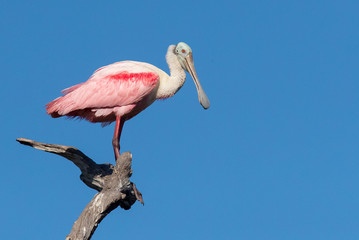 Roseate Spoonbill
