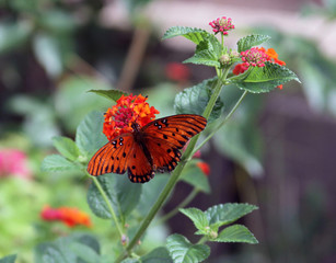 Orange Butter on Orange Lantana