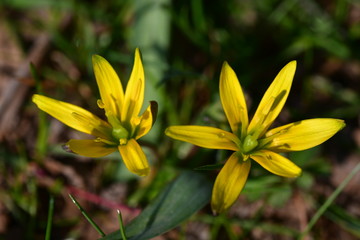 Obraz premium Waldgelbstern