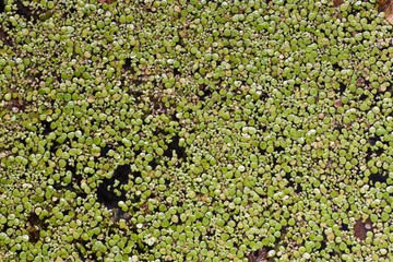 lake water surface covered with bright leaves of common and fat duckweed, small water plants natural pattern in summer sunlight, horizontal abstract texture background