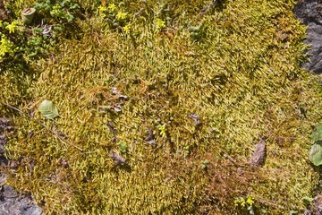 granite stone surface covered with dense growth of mosses and lichen, natural pattern in warm spring sunlight, horizontal abstract texture background