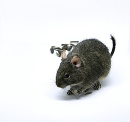 little octodon degu eaten seeds