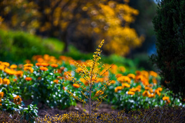 Fototapeta premium Field Marigold Closeup. Spring garden full of orange flowers. selective focus