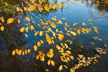 twigs of elm tree with yellow fallen leaves swim on still water surface, cold and cloudy October morning, sky refleciton in forest lake, eco tourism rest concept