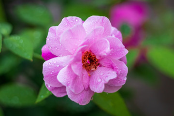 Water droplets on a beautiful red rose closeup. selective focus