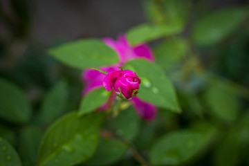 Water droplets on a beautiful red rose closeup. selective focus