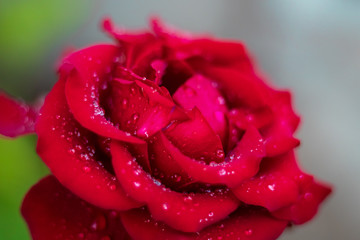 Water droplets on a beautiful red rose closeup. selective focus