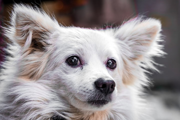 Attentive and Adorable Japanese Spitz closeup. selective focus