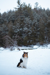 Rough collie hiking buddy in the snow