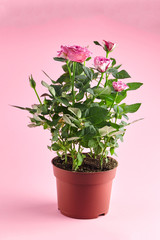 Houseplant in flowerpot, roses with pink color petals, indoor flowers in pot on pink background