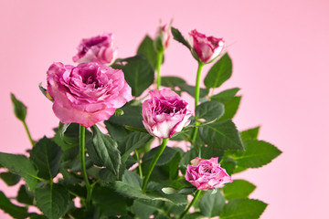 pink roses, houseplant, indoor flowers on pink background, closeup