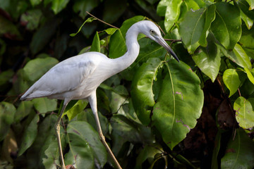 Little Blue Heron (Egretta caerulea)  standing on river in Tortuguero National Park, Birdwatching,...