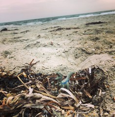 Dino Debris on Beach 