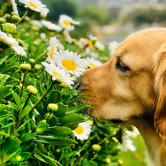 Stop and smell the flowers pup