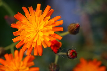 Hieracium aurantiacum_jastrzębiec pomarańczowy