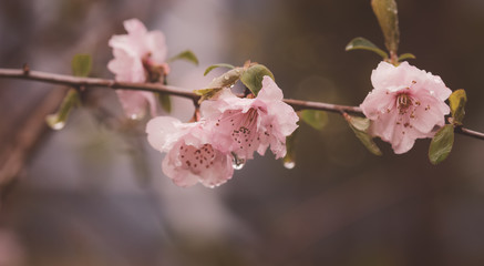 cherry blossom in spring
