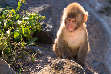 one baby snow monkey 