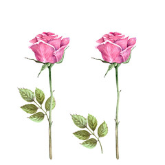 pink rose with stem and leaves, watercolor illustration