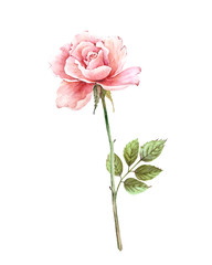 pink rose with stem and leaves, watercolor illustration