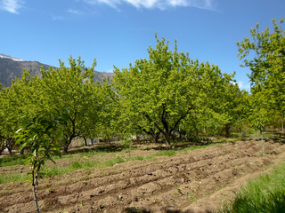 Fototapeta na wymiar shoots and green leaves on apricot trees in the garden. plowed land for fencing. spring garden landscape apricot garden