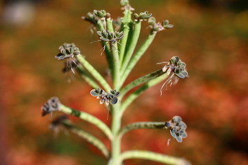 Żyworódka płodnolist Kalanchoe tubiflora
