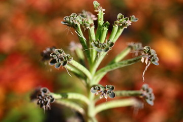 Żyworódka płodnolist Kalanchoe tubiflora