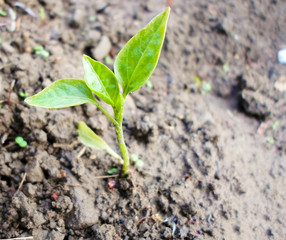 Seedlings green sprout of pepper grows in the soil in spring. The concept of growth of nature, business growth, World Environment Day.