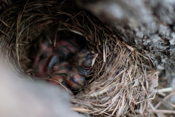  Thrush chicks in the nest