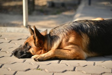 Portrait of Germany shepherd in the outdoor 