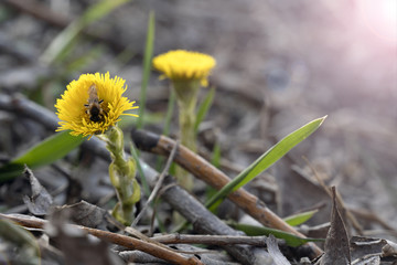 Yellow spring flower on the ground, insect on one of the flower, sun flare