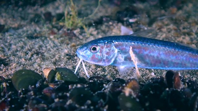 Red mullet (Mullus barbatus): a young fish that has just passed from the water column to the bottom.