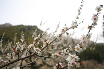 川売の里の梅の花 