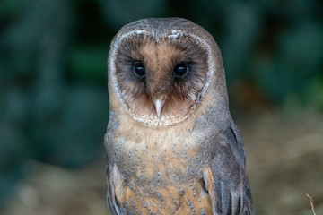 Portrait of a melanistic barn owl (Tyto alba)