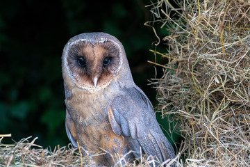 Portrait of a melanistic barn owl (Tyto alba)