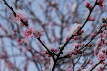 Snow-covered peach blossoms. Flowering fruit trees. Snowy spring