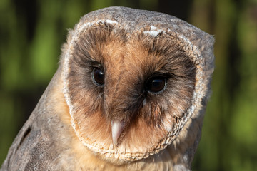 Obraz premium Portrait of a melanistic barn owl (Tyto alba)