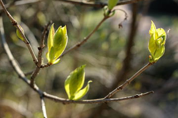 Spring in Europe. Buds bloom on the trees and the first leaves appear. Park in March.