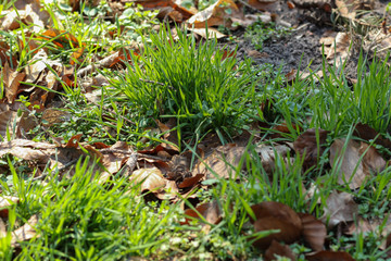 Lush green grass in spring sprouts through last year's leaves. New life concept.