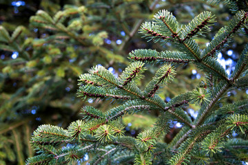Beautiful lush fir branches. Delicate green needles