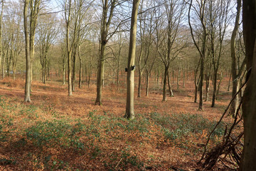 A woodland scene with Bare trees in the Blackwood Forest