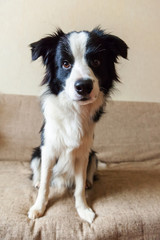 Funny portrait of cute smilling puppy dog border collie on couch. New lovely member of family little dog at home gazing and waiting for reward. Pet care and animals concept.