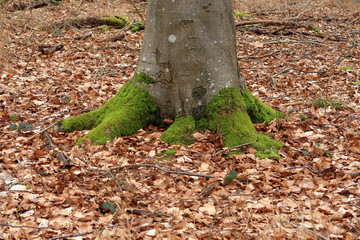Moss covered tree trunk in the Blackwood forest