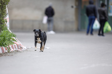 Naklejka na ściany i meble Stray dog on a street in Bucharest, Romania