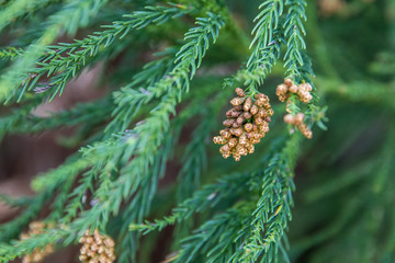 Pods of pollen on a fir evergreen tree that are about to burst causing allergies and sinus problems in the spring