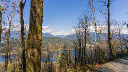 Obraz premium lichen-clad tree on trail overlooking mountains and sea inlet