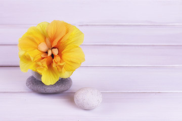 Hibiscus flower stones on a white wooden background. Copy space. Place for inscription. Festive background.