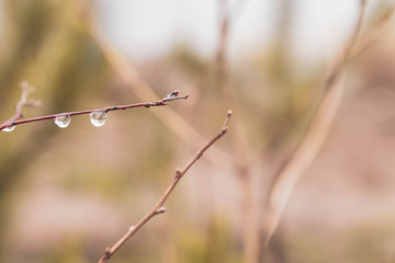 The branches of the Bush are dripping with rain and melted snow in the spring. Large aplies of water. Green spruce. Thaw. Background.