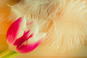 White fluffy soft feather against a light brown wooden Board. Red Tulip on a light pheasant feather. Background. Copy space.