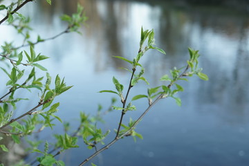 Spring season besides a river